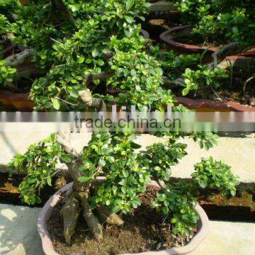 Ficus microcarpa