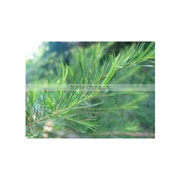 TEA TREE ESSENTIAL OIL BEST EXPORTER OF INDIA photo-4