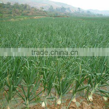 Mini Farm Machinery Garlic Seeder Machinery photo-6