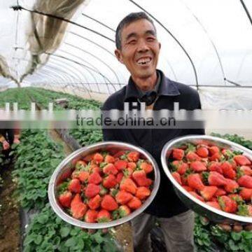 Vegetable &Fruit Used Pvc Greenhouse photo-5