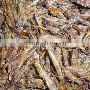 Animal Feed Dried Grasshopper photo-4