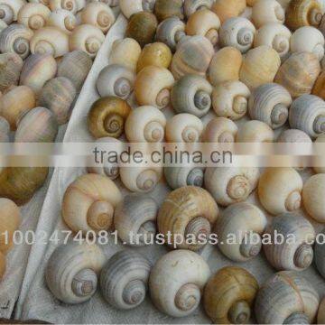 Apple Snail Air Plant Pot