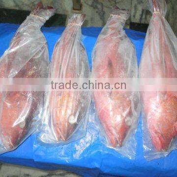 Frozen Red Snapper Whole photo-4