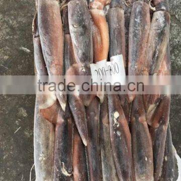 Health Food Frozen Illex Squid With High Nutritious Value photo-5