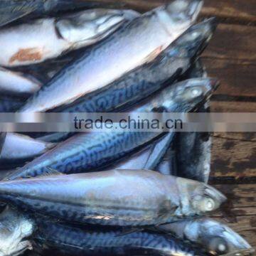 MACKEREL PIKE MACKEREL SEA FROZEN FISH , PACIFIC MACKEREL photo-2