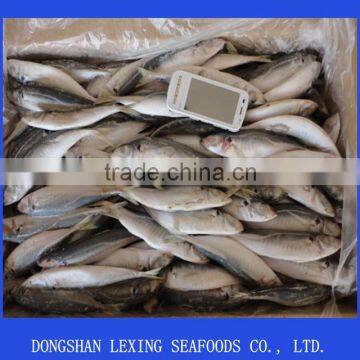 frozen horse mackerel