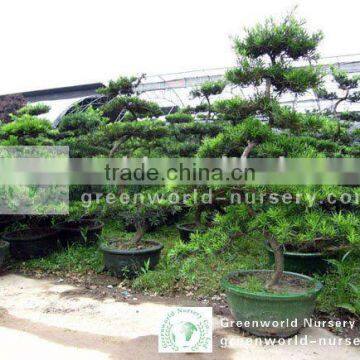 podocarpus macrophyllus bonsai nursery