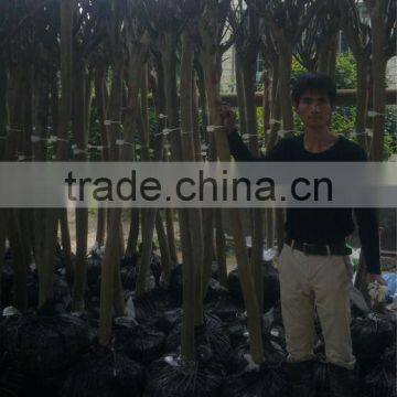 Lagerstroemia Indica Trunk Height 1.7-2.2m photo-6