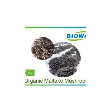 Organic Maitake Mushroom