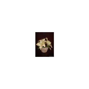 flowers on pot