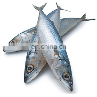 sea frozen mackerel fish frozen pacific mackerel fish price whole round