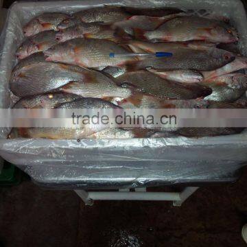 Frozen Yellow Croaker photo-4