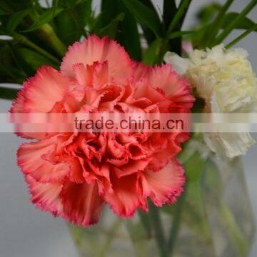 Wide variety Flame Orange carnations for banquets