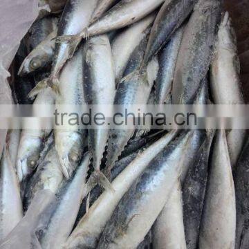 IQF 250-350g Frozen Pacific mackerel (Scomber Japonicus ) WR