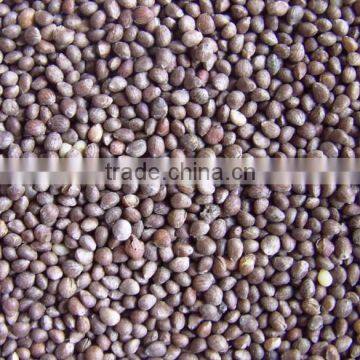 China Perilla Seed Brown, 2014 Crop