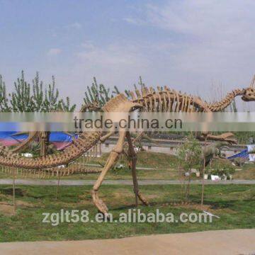 Hot sale Museum life size Dinosaur Fossil skeleton