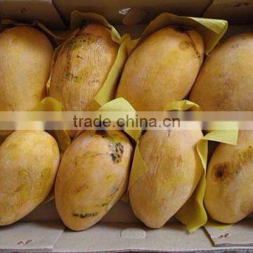 100% Fesh Chunsa Mango photo-4