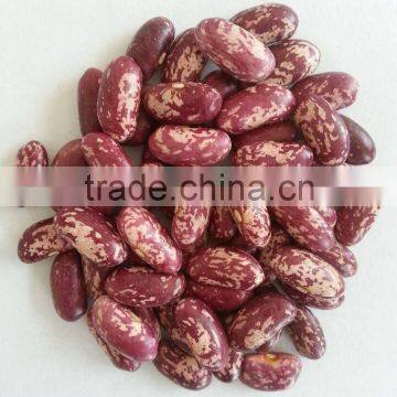 2015 Crop Purple Speckled Kidney Beans