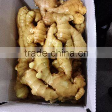 Chinese Fresh ginger High quality