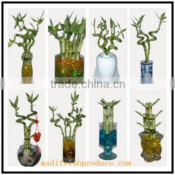 lucky bamboo dracaena sanderiana easy to live