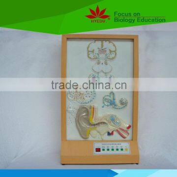Direct Factory Supplied Auditory Conduction Electic Model