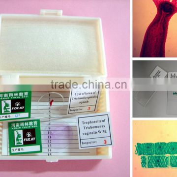 school teaching microscope biology prepared slides on sale