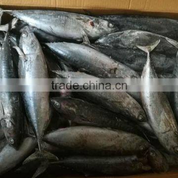 seafrozen iqf whole round bonito tuna fish 300-500g up