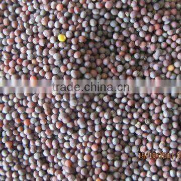 mustard seeds crop