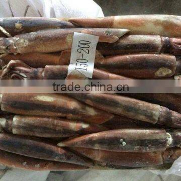 Frozen Whole Round Illex Squid