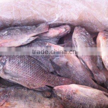 Frozen Whole Round Tilapia Fish