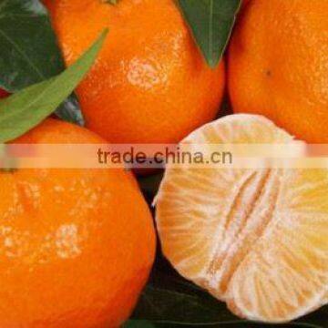 New Year 2017 Special Offer - Fresh Waxed Kinnow from Pakistan