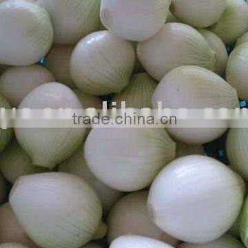 white onion