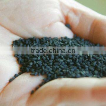 Black Cumin Seed Nigella Sativa