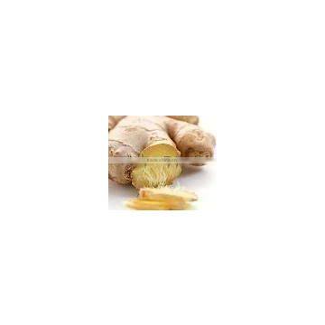 ginger extract