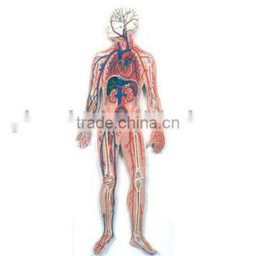 Blood Circulation System