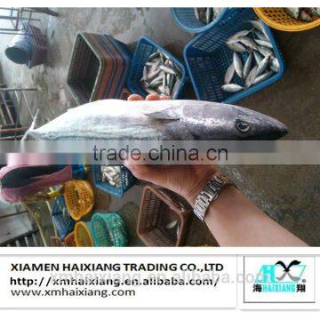 Whole round frozen bonito fish for sale