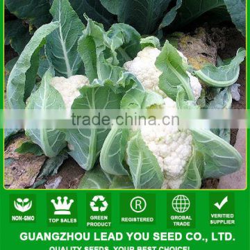 CF13 XJ no.3 70 days f1 hybrid white cauliflower seeds, different types of cauliflower seeds for sowing