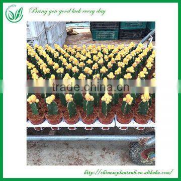 Ornamental Indoor Graft Mini Cactus Bonsai photo-4