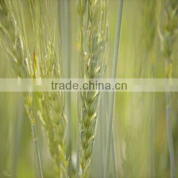 Organic Wheat Germ Oil Used in Cosmetics