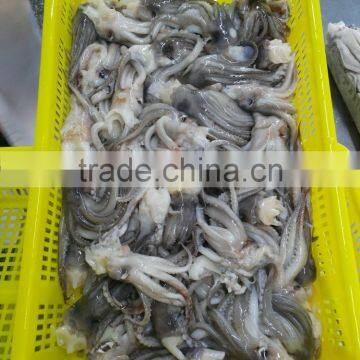 Frozen Fresh BQF Squid Head no Chemical Treated in Sale photo-4