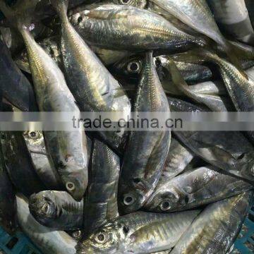 Frozen Horse Mackerel Hot Sale Fish