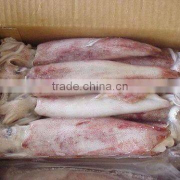 LOLIGO SQUID/ ARROW FISH/ INKFISH/ CALAMARI photo-2