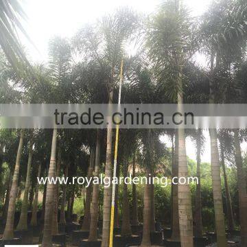 Wodyetia Bifurcata ( Foxtail Palm ) Palm Tree High 3-6m photo-2