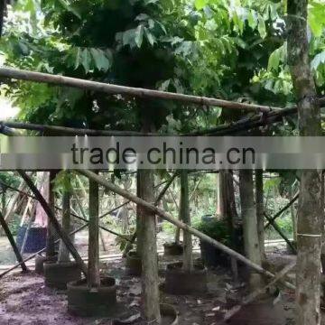 Lagerstroemia Speciosa Dia 6-20cm Landscaping Tree photo-3