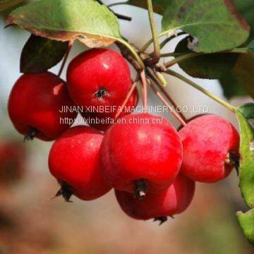 Машина для сушки стеблей яблони-кренили photo-5