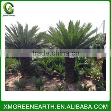 Cycas revoluta trunk height 1-1.2m (3)