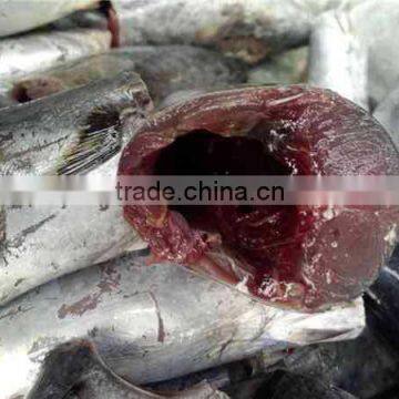 HACCP EU HGT Frozen Bonito Fish and Auxis Thazard