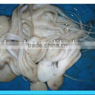 Fresh Frozen Baby Octopus photo-2