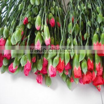 Most popular factory direct fresh flower carnation