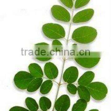 100% Pure & Natural Moringa Oil GMP / ISO